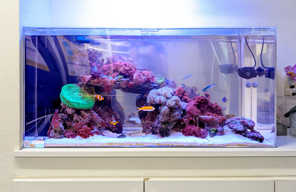 静謐で神秘的な海の世界をお届け