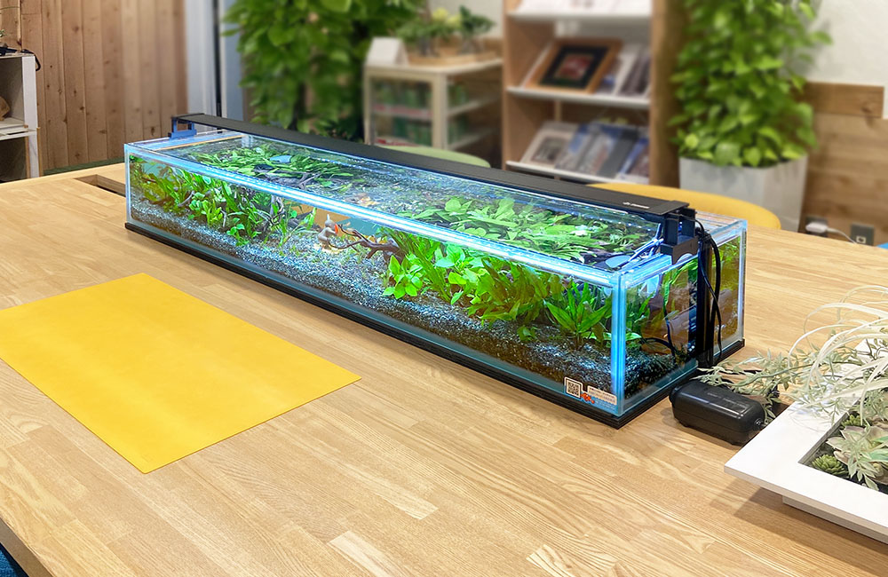 規格外水槽 レンタル
