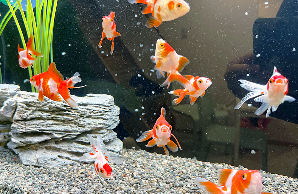 金魚水槽レンタル