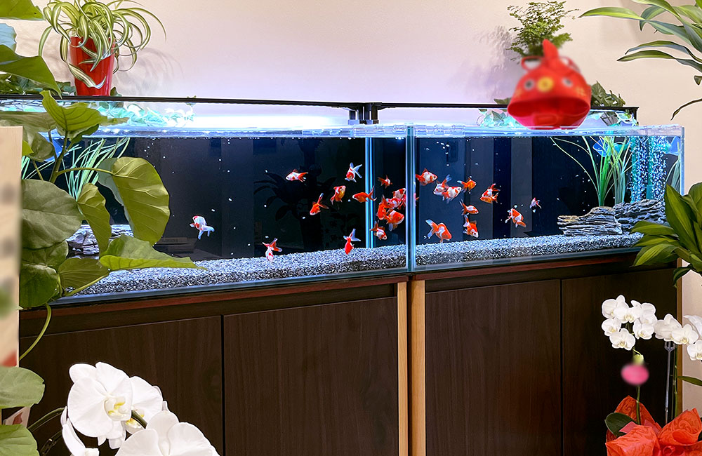 金魚水槽 複数