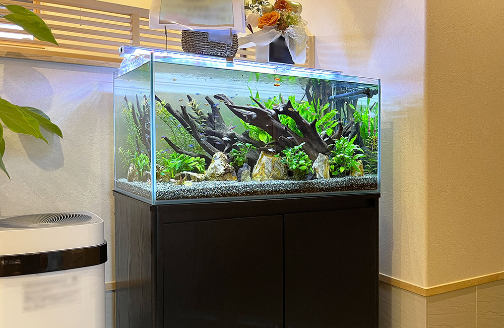 淡水魚水槽レンタル