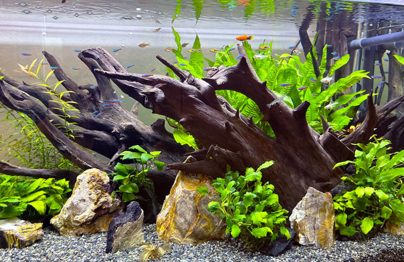 水槽メンテナンス