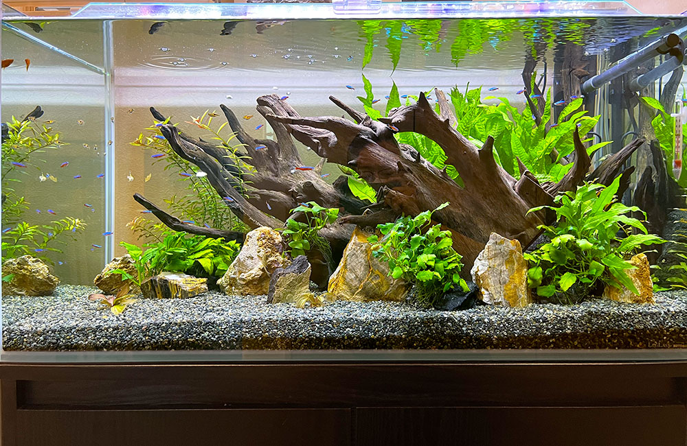 ダイナミックな流木で自然の力強さを表現