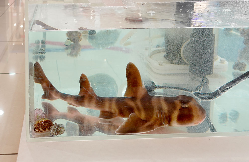 魚レンタル Ｑ＆Ａ