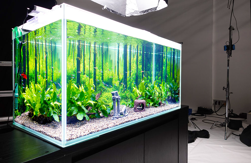 素材撮影 水槽レンタル