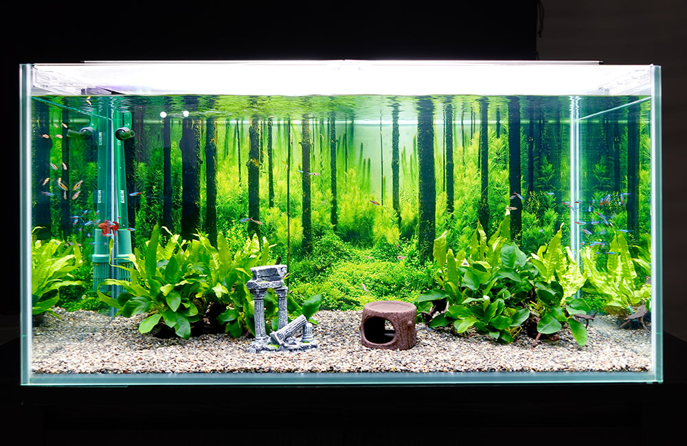 PR動画撮影の淡水魚水槽