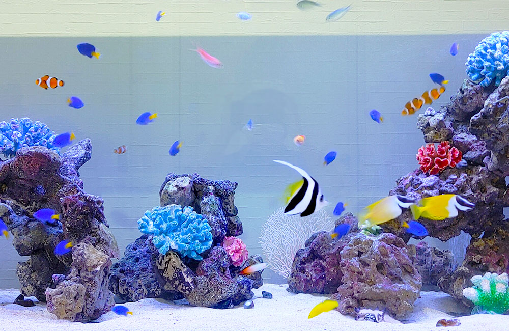 水槽レンタル Ｑ＆Ａ 魚を増やす