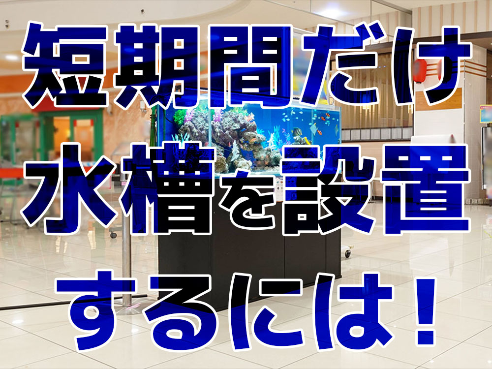 短期間だけ水槽を設置するには！短期の水槽設置を自分で行うポイント