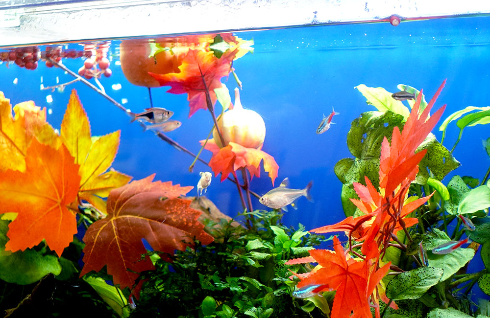 和風な水槽