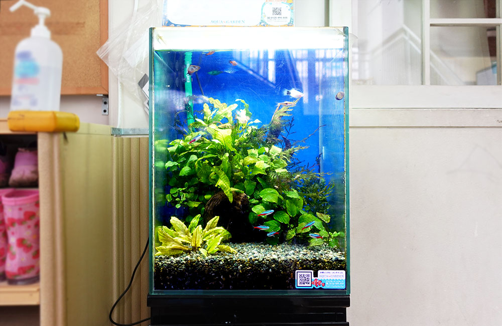 小型水槽に奥行を演出