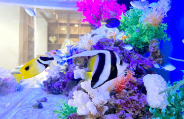 海水魚 水槽レンタル