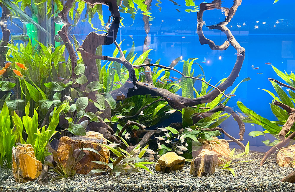 淡水魚水槽