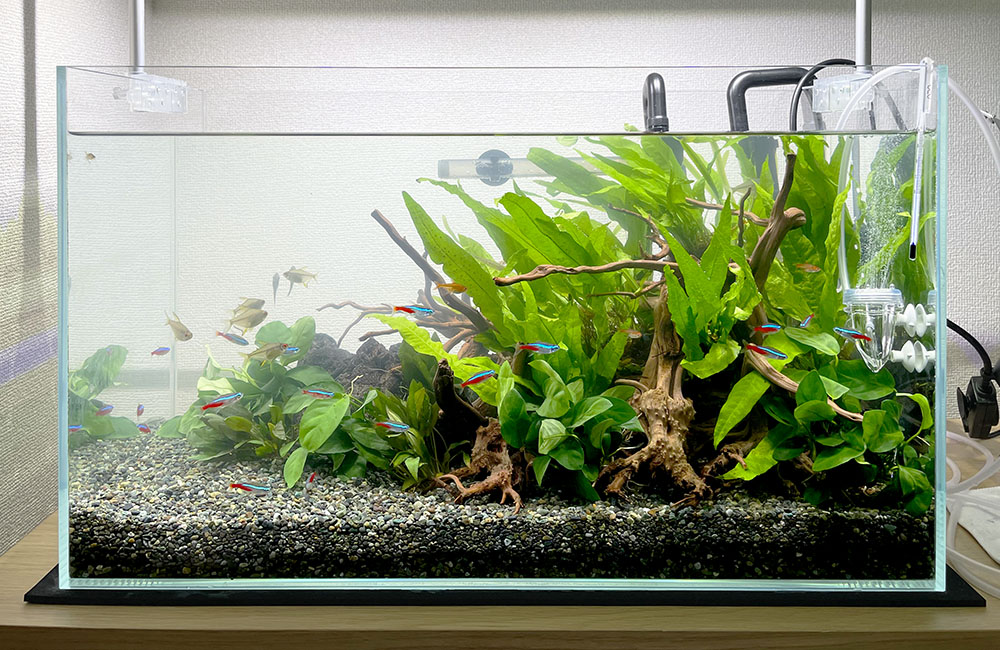 お客様の水槽を水草三角構図水槽にリニューアル