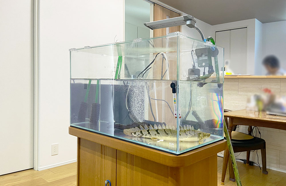 ポリプテルス飼育用の水槽