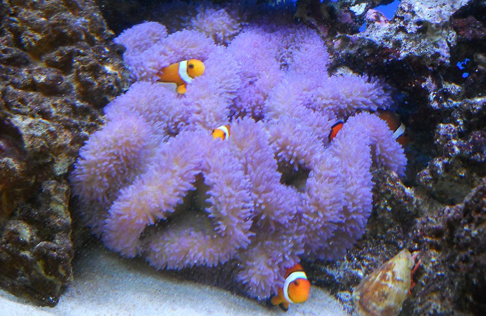 熱帯魚水槽レンタルよくあるご質問