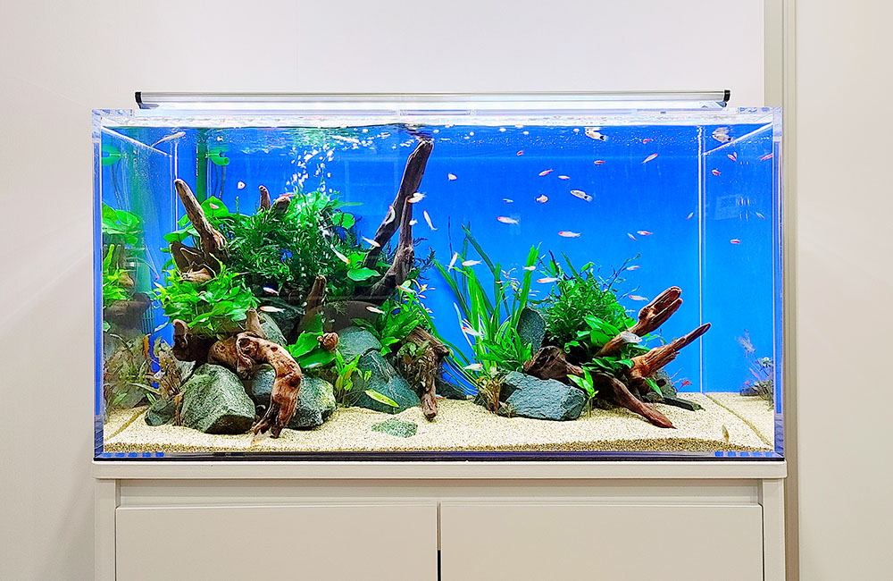 事務所のミーティングスペースに90cm淡水魚水槽