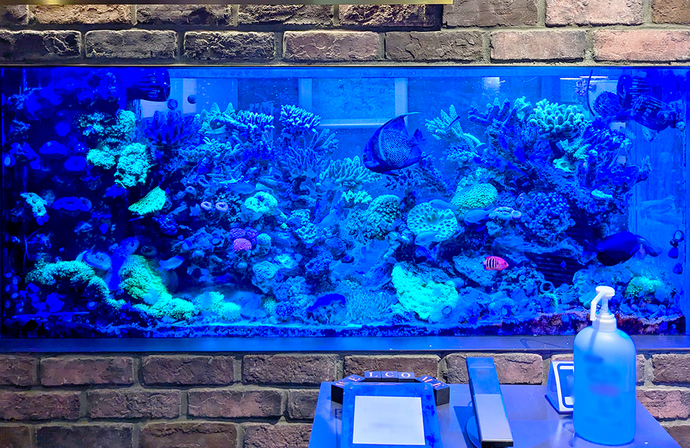 そびえたつサンゴの壁は凹型で奥行演出