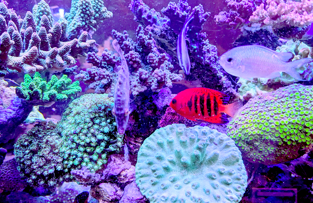 サンゴ水槽