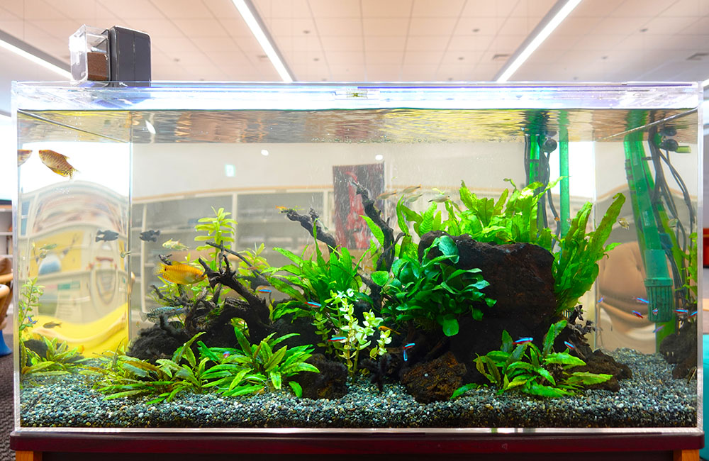 オフィスに癒しのインテリア！