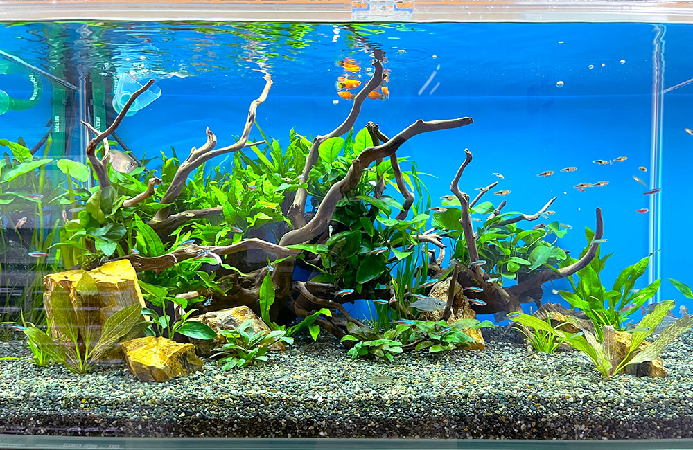 きれいな形の流木がポイント