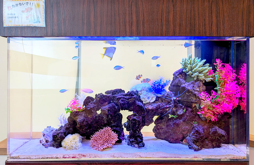 東京アクアガーデン 水槽デザイン 三角構図