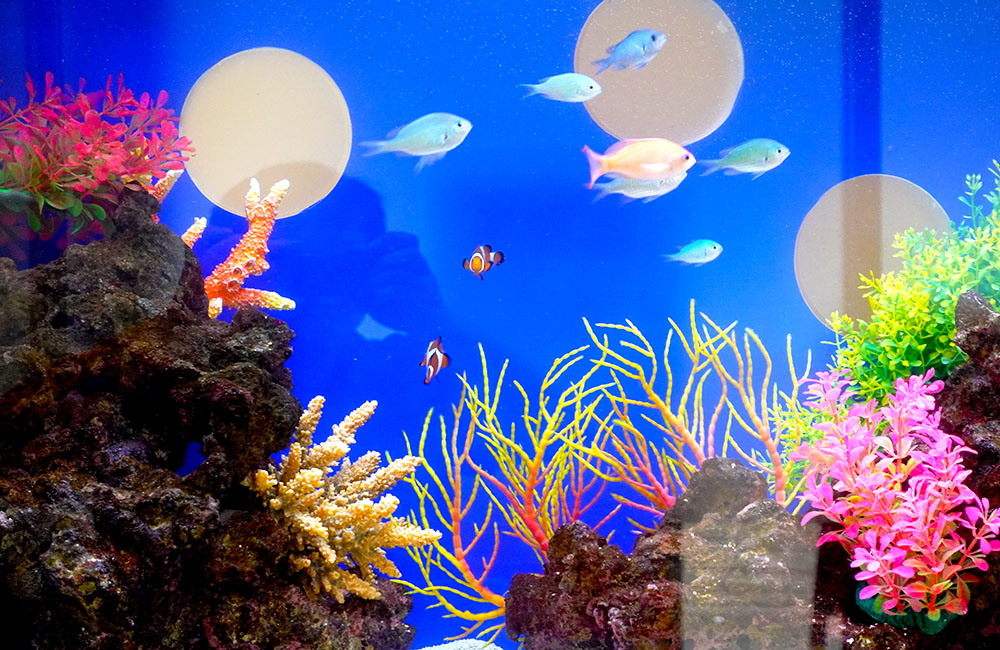 大理石調の埋め込み海水魚水槽