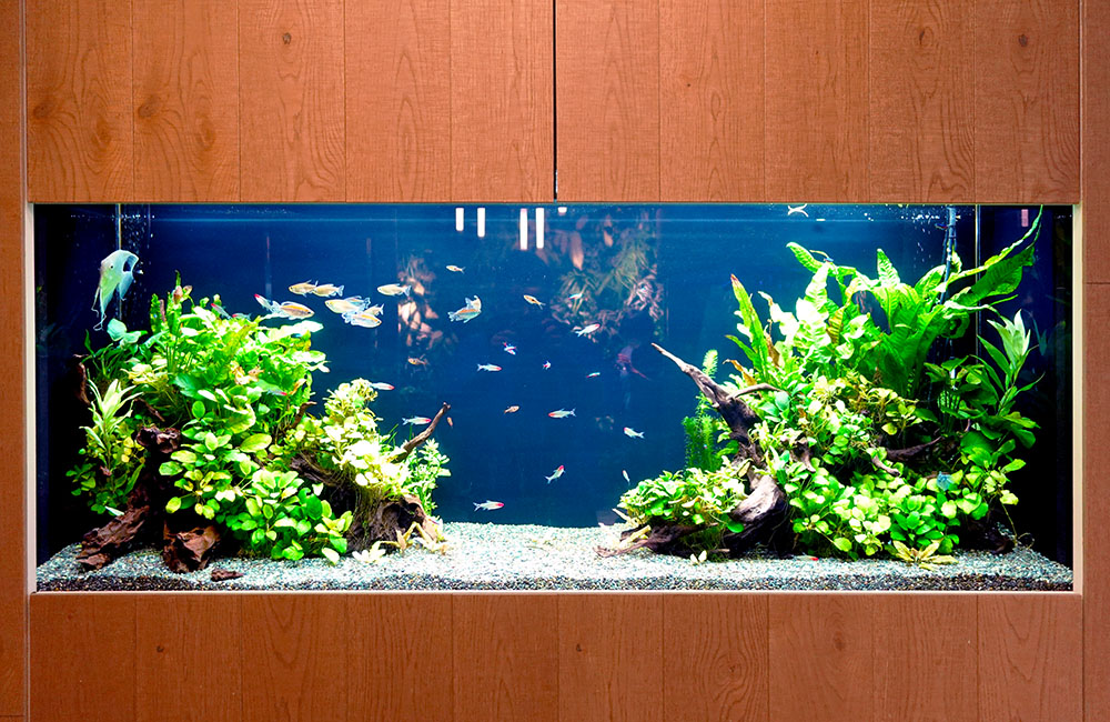 東京アクアガーデン 水槽デザイン 凹型構図
