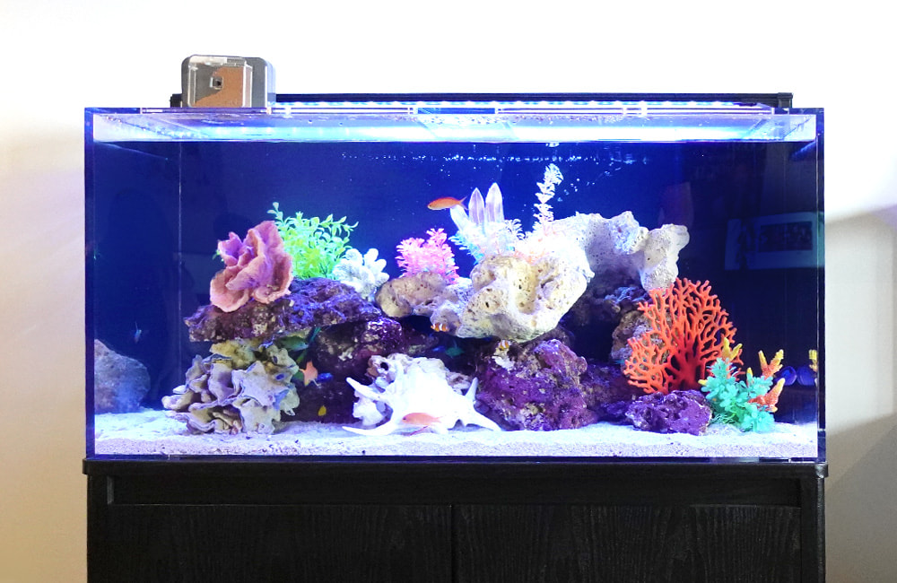 東京アクアガーデン 水槽デザイン 凸型構図