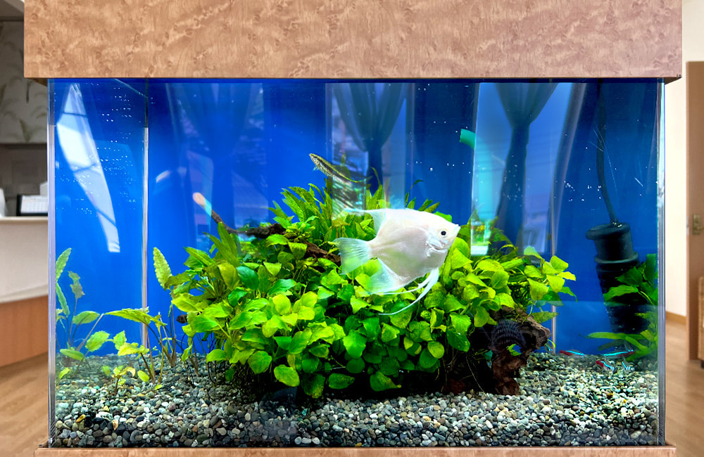 主役を引き立てる水草凸型レイアウト！