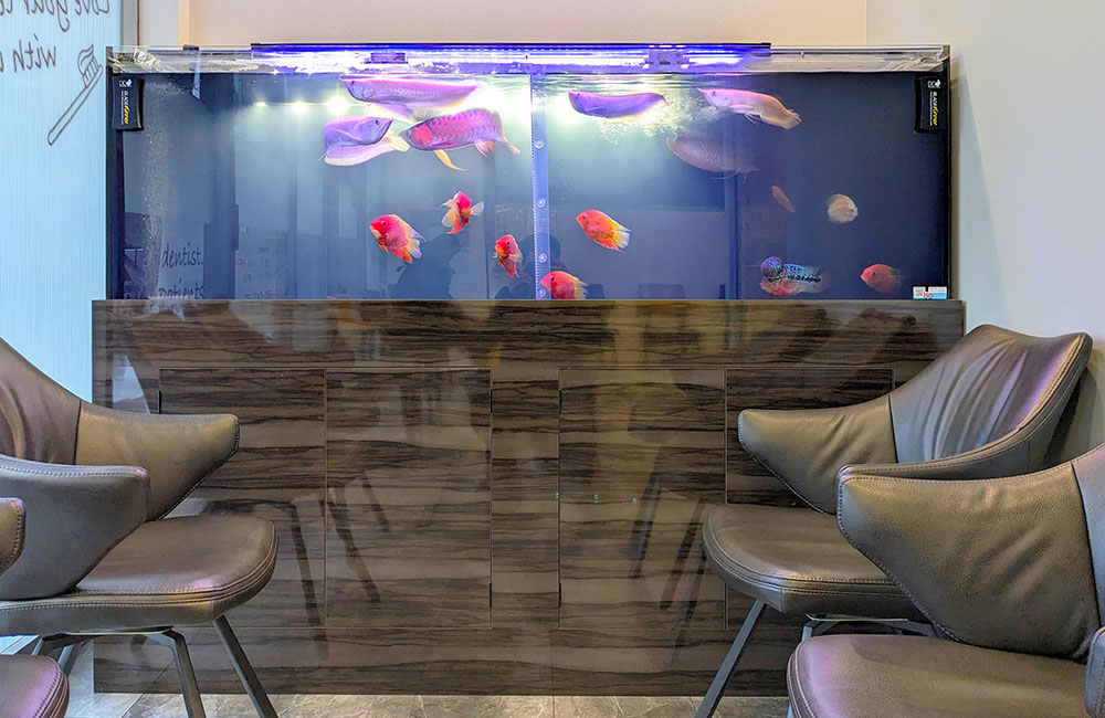 歯科様のベアタンク・アロワナ水槽！