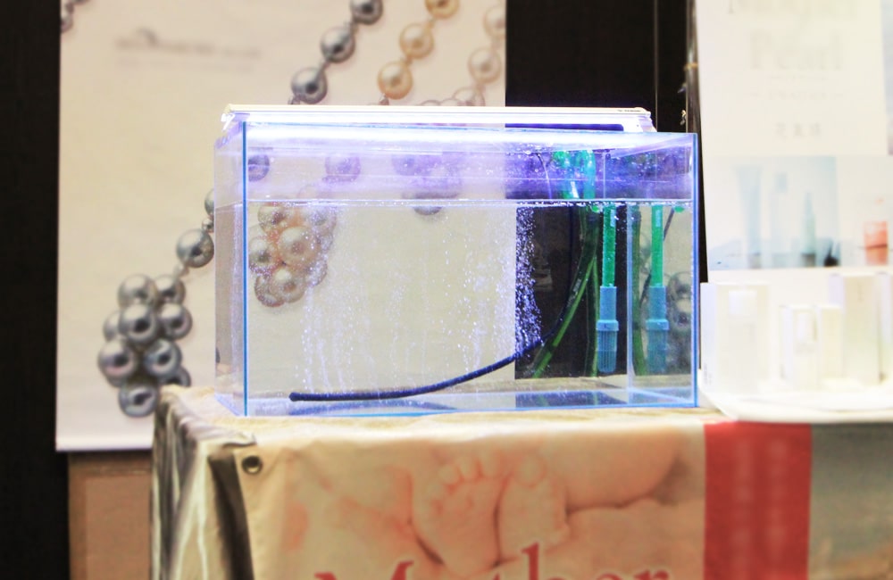 真珠イベントでアコヤ貝を生体展示