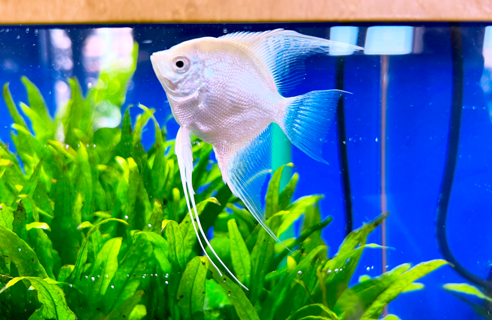 水槽レンタル Ｑ＆Ａ 水草