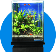 水槽レンタル2週間無料お試し