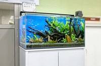 水槽レンタルサービス