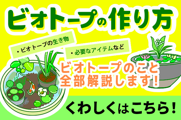 ビオトープの作り方はこちら
