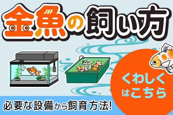 金魚の飼い方はこちら