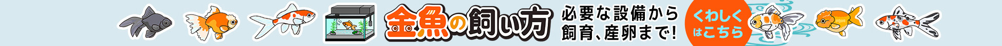 金魚の飼い方