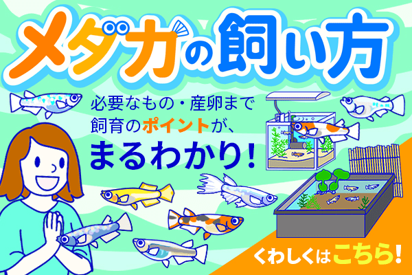 メダカの飼い方はこちら