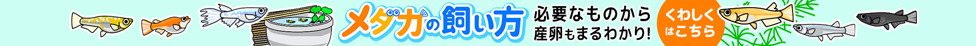 メダカの飼い方