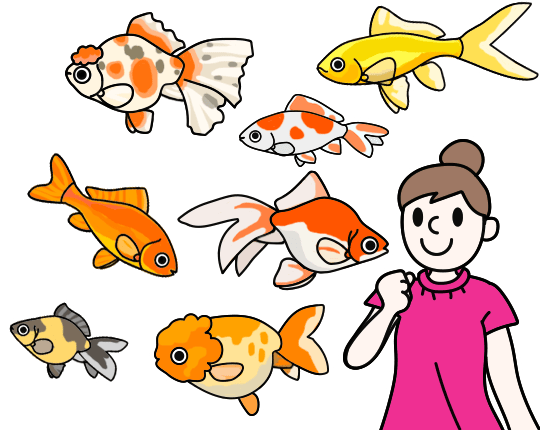 金魚 飼育