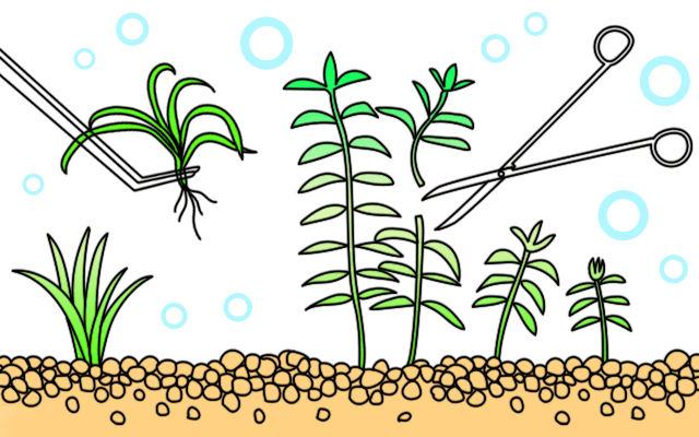 水草の管理方法