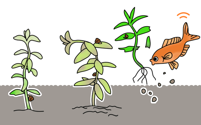 水草のトラブル
