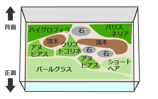 水草の量と配置バランス
