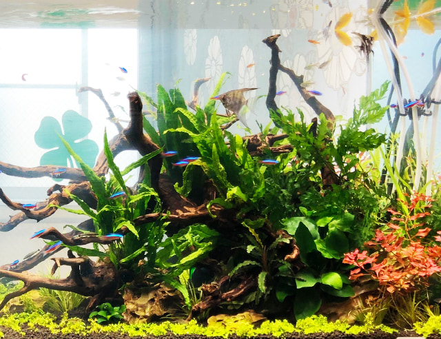 水草の育て方解説