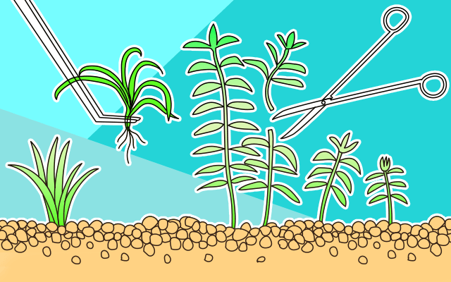 水草の管理方法