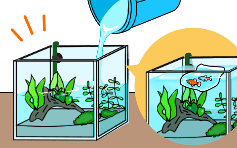 水草水槽の作り方・立ち上げる方法４ 水を入れる・熱帯魚投入