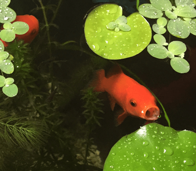 金魚のエサのやり方