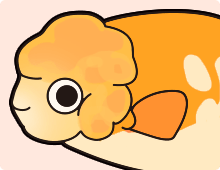 金魚の特徴 肉瘤