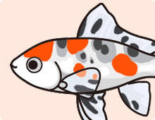 金魚の特徴 キャリコ