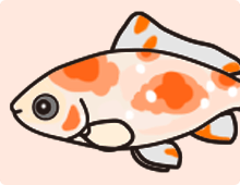 金魚の特徴 透明鱗